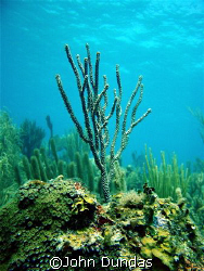 In the Bahamas at about 30 ft. Just thought this was nice. by John Dundas 